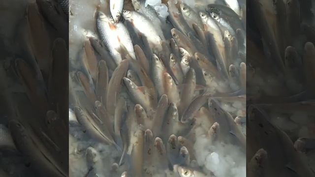 Рыбалка.Загар.Мор рыбы.Сургут.река Обь.