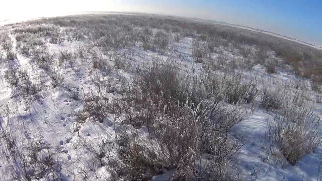 охота на зайца (ушлый заяц)09.12.2021. смотреть онлайн