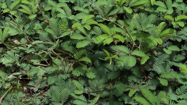 Moving Plants - Mimosa Pudica, Aka Sensitive Plant