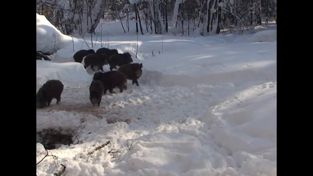 Федоровский государственный заказник смотреть онлайн