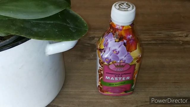 Phal. Corning Violet. Ее развитие и новости. смотреть онлайн