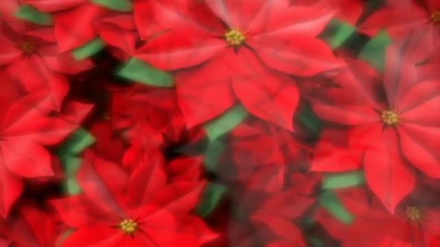 Футаж Цветы 1 смотреть онлайн