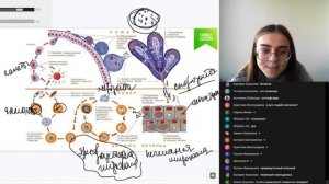 Жизненный цикл малярийного плазмодия | ЕГЭ по БИОЛОГИИ | Новая Школа ЕГЭ