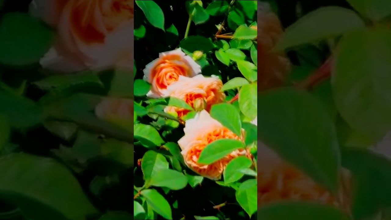 Роза Тизинг Джорджия Teasing Georgia смотреть онлайн