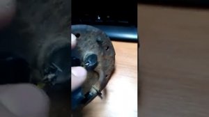 Восстановление контакта Датчика уровня топлива на Hyunday Santa Fe (2004)2,4i