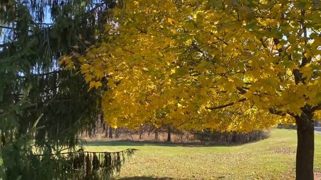 Why Leaves Change Color in Fall ? Evergreen vs Deciduous Trees смотреть онлайн