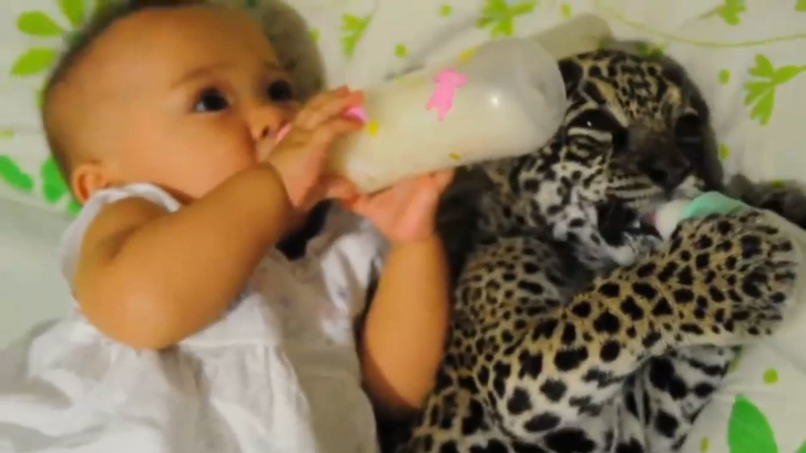 Девочка и ягуар пьют вместе молоко из бутылочек смотреть онлайн