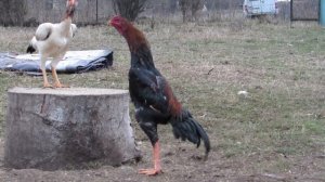 Взросление петушка Шамо и полезные советы. о шамо тбилиси. #дакан #ошамо #шамо #shamo #horoz