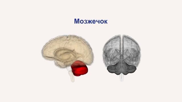 Головной мозг Строение и функции Видеоурок по биологии 8 класс смотреть онлайн