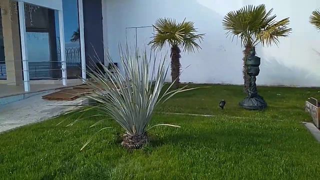 Дазилирион (Dasylirion). Агавовые