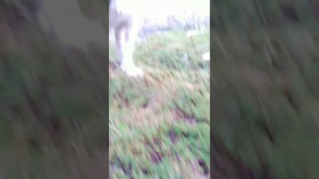 Французский бульдог. Маленький молосс. French bulldog. смотреть онлайн