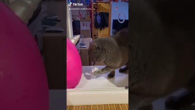 #TikTok Cat Reaction to Sticky Tape #Животные Кот и Скотч На Лапах #Likee #PolinkaMalinkaTvTikTok смотреть онлайн