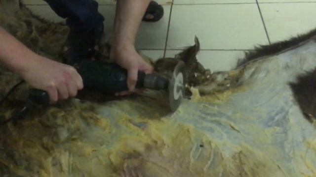 Быстрый способ мездрения шкуры смотреть онлайн