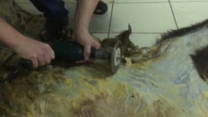 Быстрый способ мездрения шкуры