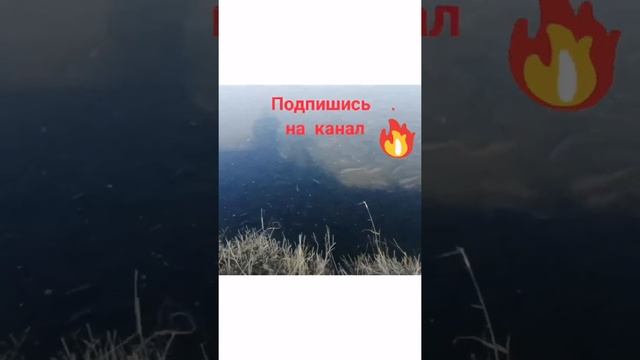 Сколько её здесь? Клёвая рыбалка! #судак #карп #bigfish #сом #кабаны смотреть онлайн