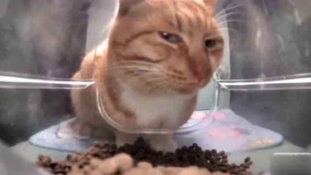 КОТ СМОТРИТ НА КАМЕРУ