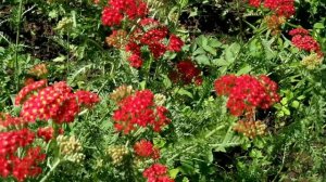 Тысячелистник обыкновенный красный Рэд Вельвет Red Velvet