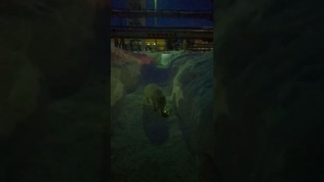 Не поверите! Песец ест борщ! смотреть онлайн