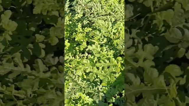Вырастили АРБУЗЫ? как на ЮГЕ ❗Во Владимирской области. 6 августа 2023 года. смотреть онлайн