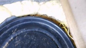 ПОГРЕБОК ИЗ ПЛАСТИКОВОЙ БОЧКИ