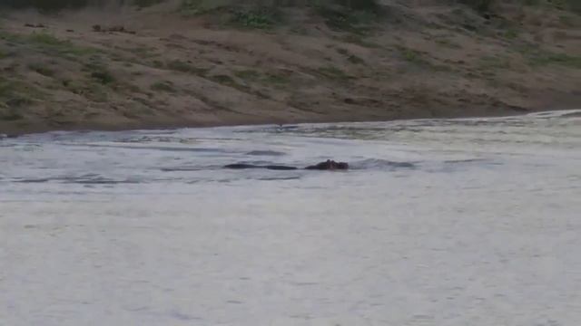 दरियाई घोड़ा| Big danger hippopotamus in the world | hippopotamus very large animals смотреть онлайн