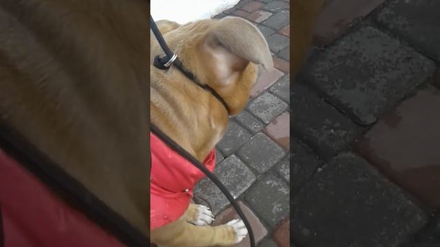 Поводок контроллер! смотреть онлайн
