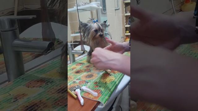 До и После.Смешной мокрый- Красивый сухой ?? смотреть онлайн