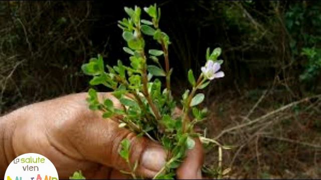 Bacopa Monnieri смотреть онлайн