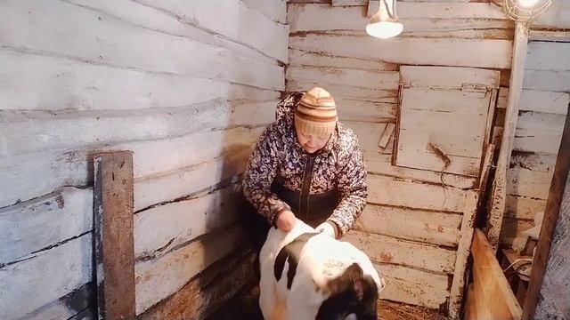 Вес новорожденного теленка//как и чем мы кормим телят. смотреть онлайн