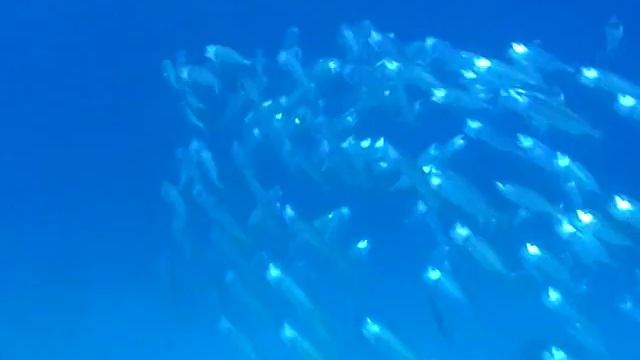 Ставрида_Carangidae - камера Panasonik SDR-SW20 смотреть онлайн