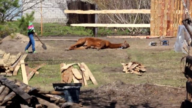 Конь-дончак валяется, жеребёнок годовалый. смотреть онлайн