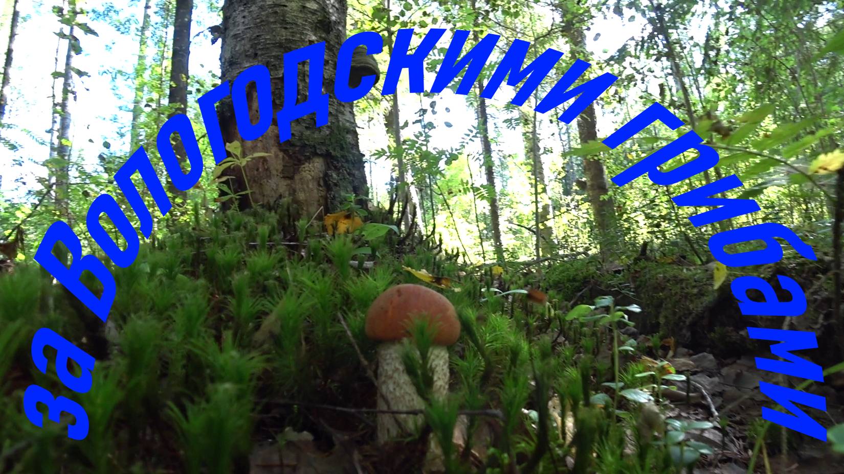 Собираем грибы в Вологодской области