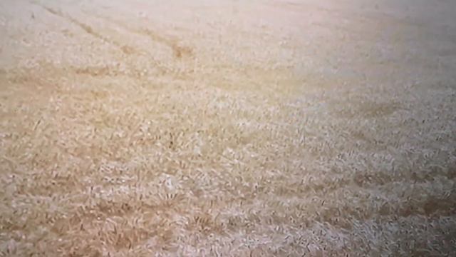 Цена на ячмень, пшеницу, подсолнух, кукуруза летит вниз... Когда будет стоп??? смотреть онлайн