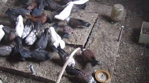 голуби на продажу кировоградские старые породы в гостях у Сереги в Тополевке часть 2 племенные.