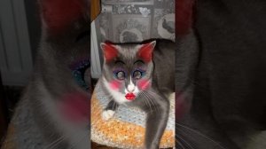 ?котэ
