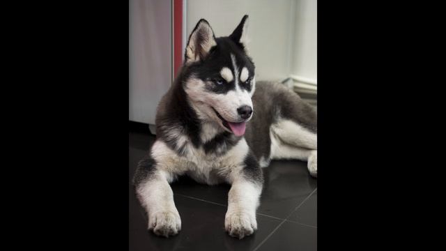 Наша Сибирская Хаски (фото качество в 4K) - Чурбаков Максим ( Maxim Churbakov ) смотреть онлайн