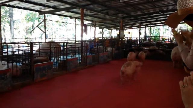 Поросячьи бега смотреть онлайн