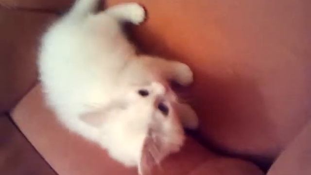 Котяка бояка смотреть онлайн