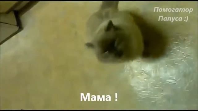 Говорящие коты Лучшая подборка №1 смотреть онлайн