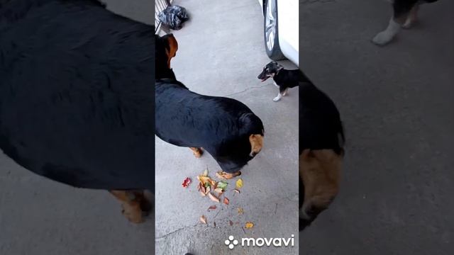 ??? утренняя ПРОГУЛКА,мои две помощницы ??? смотреть онлайн