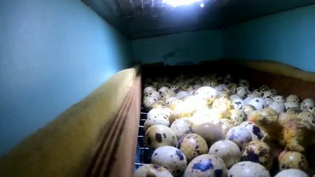 Вывод перепелят. We bring out the small quails. смотреть онлайн