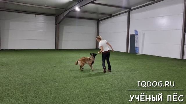 Танцы с собаками. Ильина Полина и NikitA смотреть онлайн