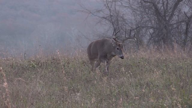 Deer Decoy Tricks GIANT Whitetail Buck! смотреть онлайн