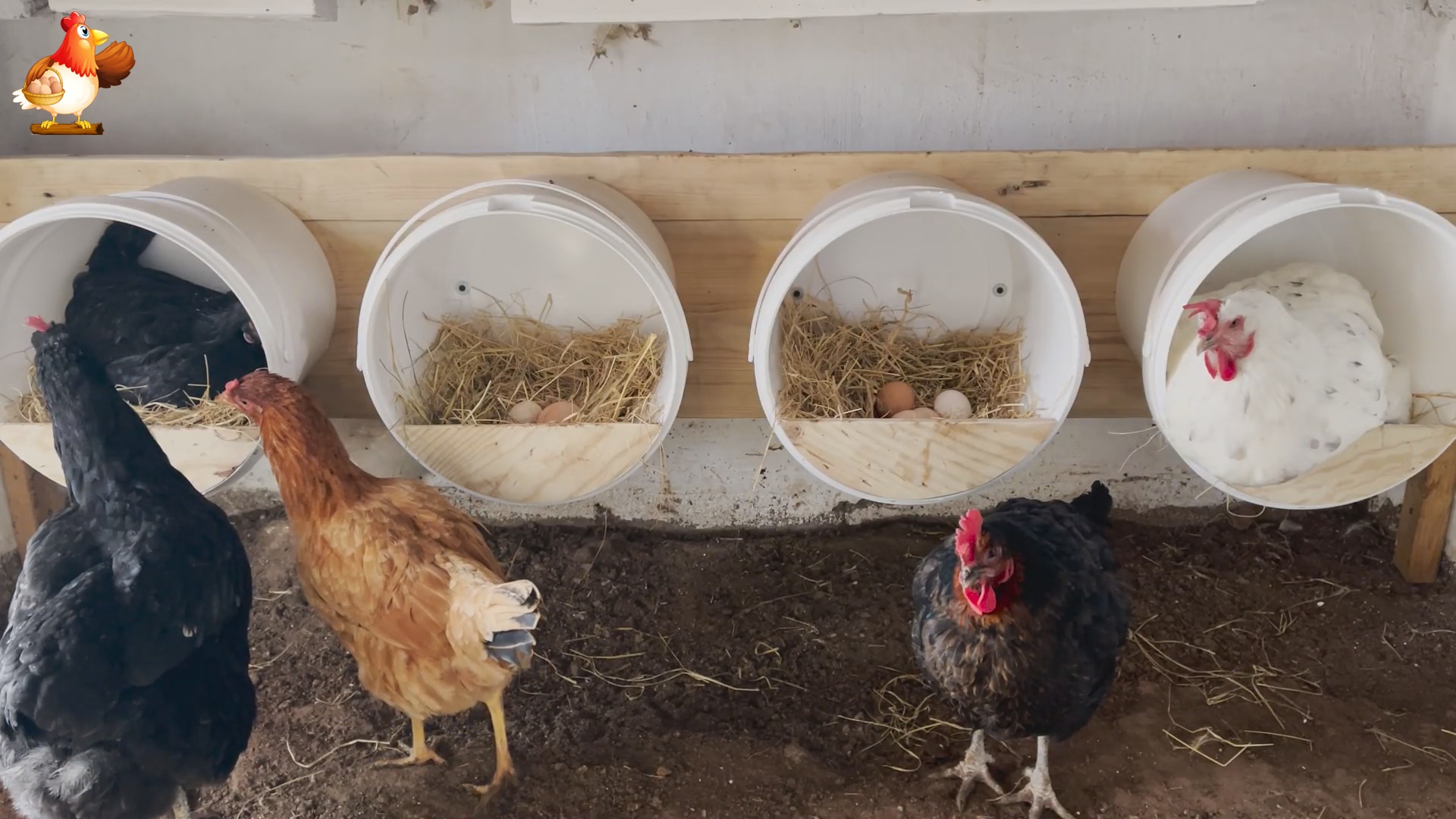 Гнезда из ведер на боку для кур несушек смотреть онлайн