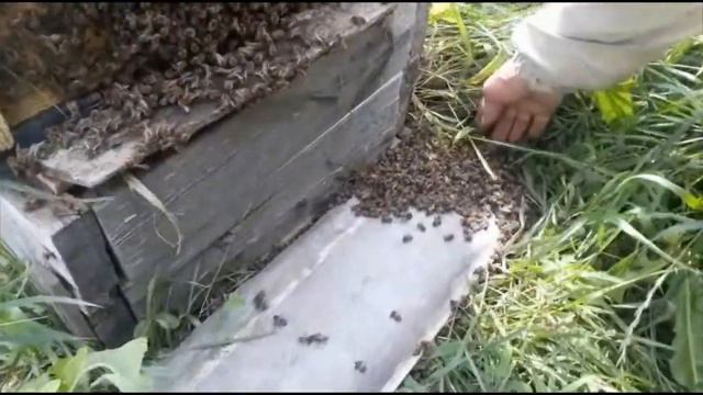 Бывает и такое при объединении пчёл смотреть онлайн