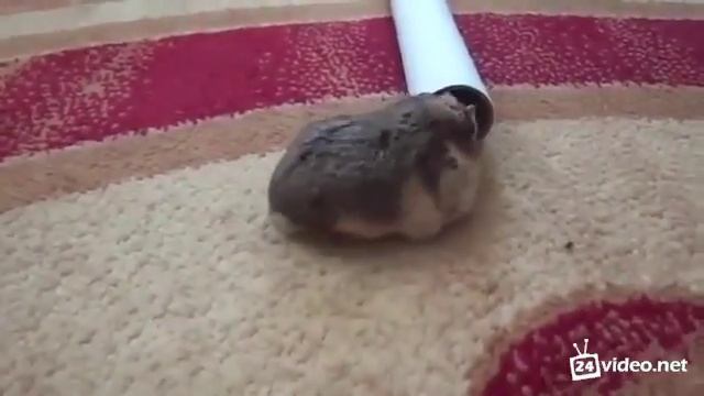 Толстый хомяк не может залезть в трубку