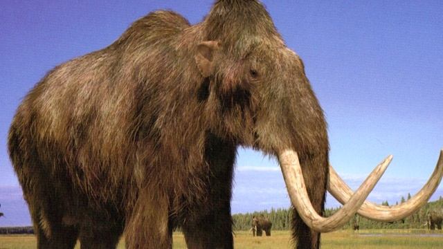 Мамонт - интересные факты