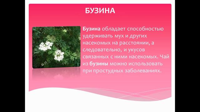 ОЗДОРОВИТЕЛЬНЫЕ СОВЕТЫ ОТ БАБУШКИ (ДЕРЕВЬЯ И КУСТАРНИКИ) смотреть онлайн