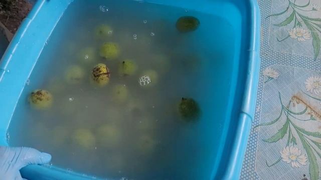 Варенье из зеленых грецких орехов. Этап второй. смотреть онлайн