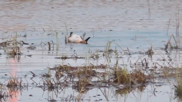 КАК ПОПАДАЕТ ДРОБЬ В УТКУ? ЗАМЕДЛЕННАЯ СЪЁМКА. ОТРЫВОК ИЗ ОХОТЫ НА ВОДОПЛАВАЮЩУЮ ДИЧЬ В 2022 ГОДУ. смотреть онлайн